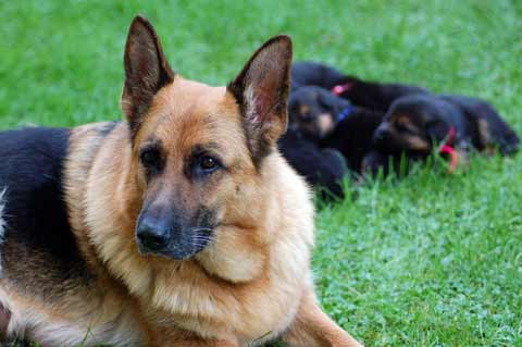 what is the smallest breed of german shepherd