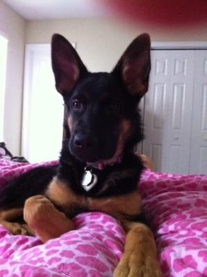 Aleigha female German Shepherd puppy