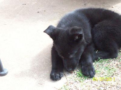 German Shepherd Puppy Gretchen