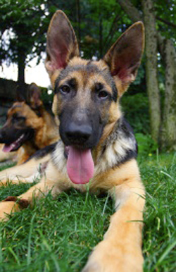 Free German Shepherd Puppies - Find 