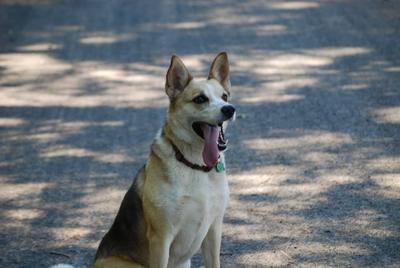 Surfer - my GSD/Husky Mix