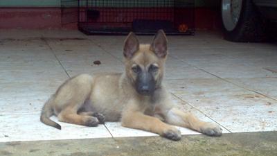 belgian german shepherd puppy