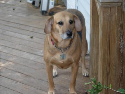 Sasha My Hound GSD Mix