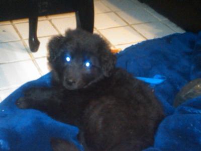 Shadow - Lab German Shepherd Mix