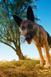 German Shepherd Lore Sitemap