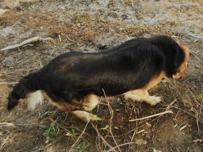 Buddy GSD Mix from the top