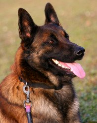 belgian shepherd is a mixed breed