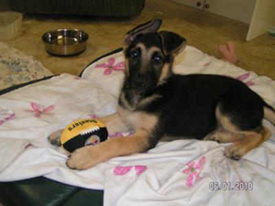 Blitz GSD Puppy at 4 Months