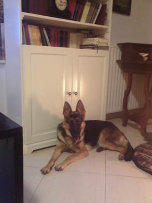 German Shepherd Eva at 14 months and 21 kg