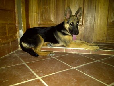 GSD Eyo 4 months old 20/02/11