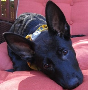 German Shepherd Kato at 3 months