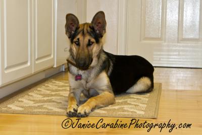 GSD Lola 1 year old