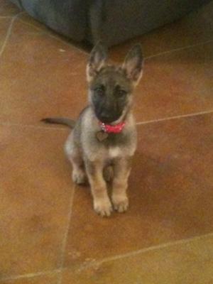 German Shepherd puppy Lynlee