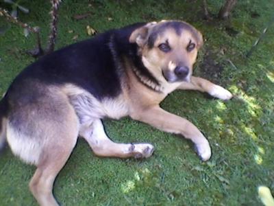 Felix - German Shepherd Mix Laying Down