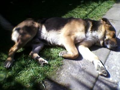 Felix - German Shepherd Mix Snoozing