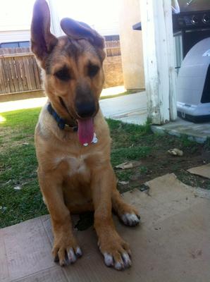 Duke, my German Shepherd