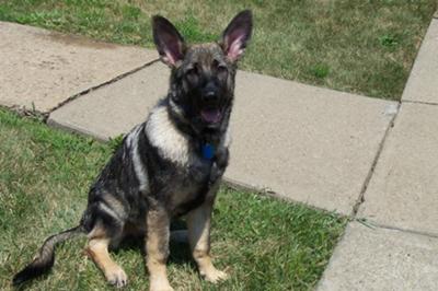 GSD Pup Zander is all ears